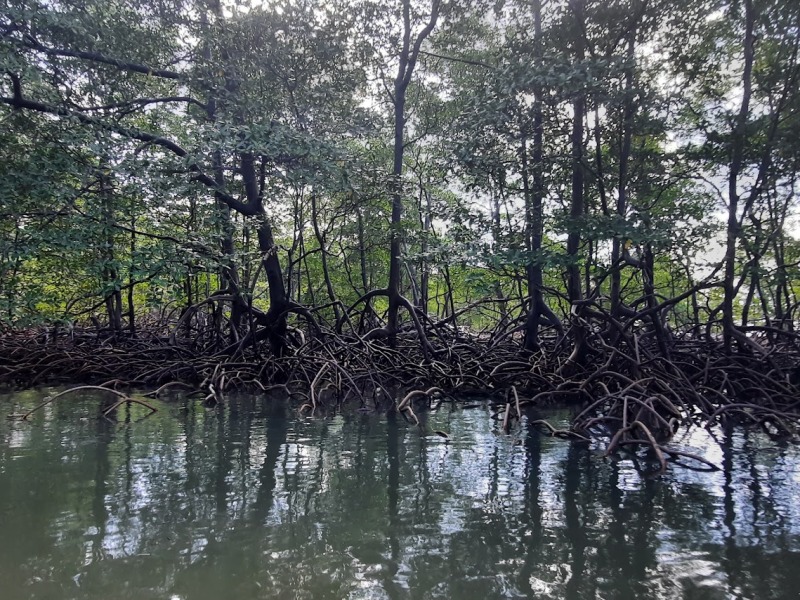 Saving the Mangroves, One Fence at a Time